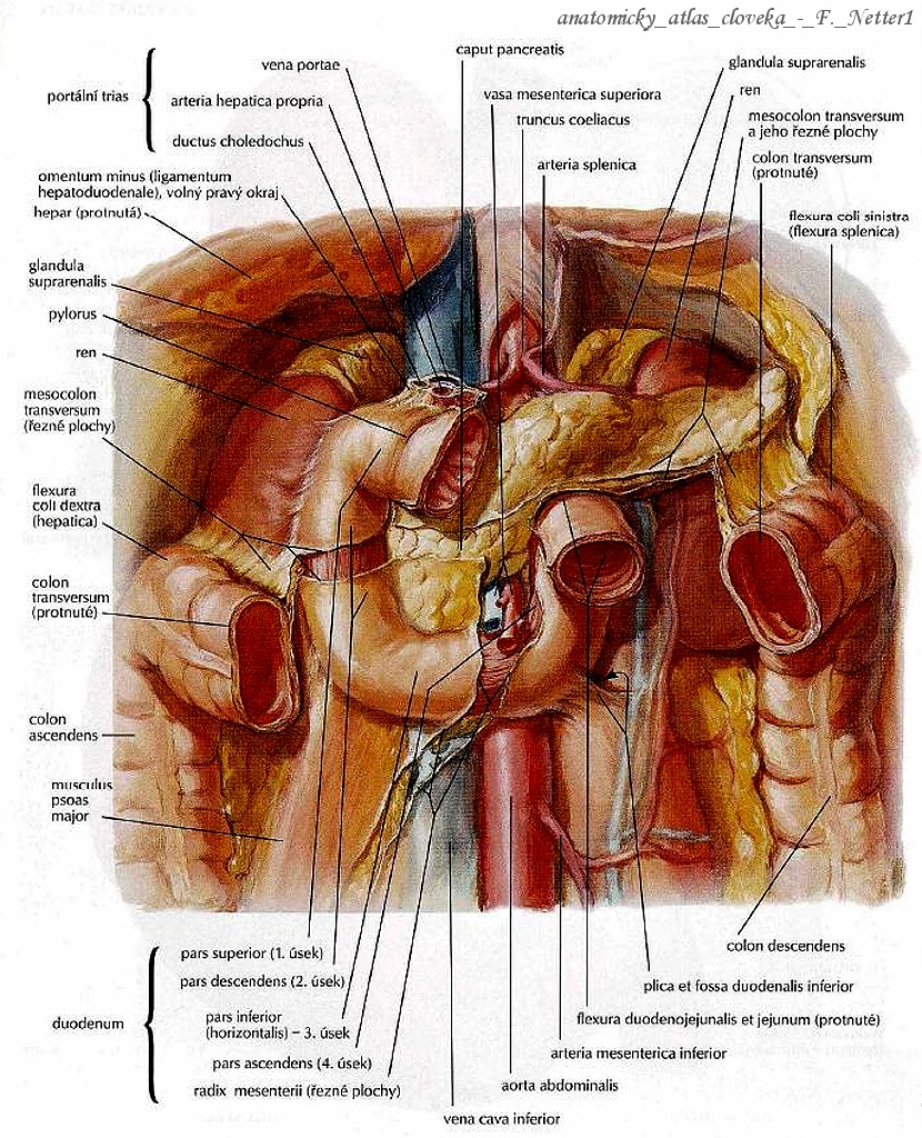 08duodenum