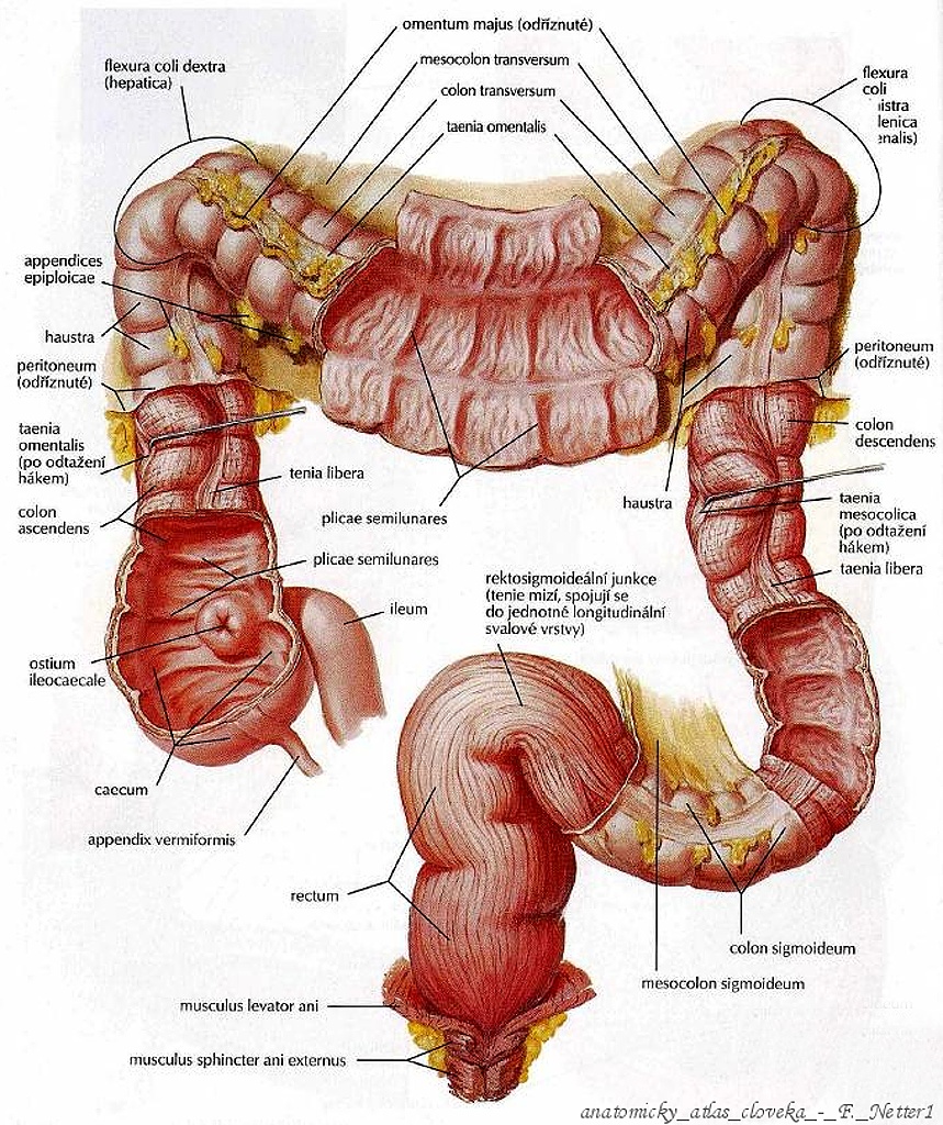 08gsliznice-a-svalovina-tlusteho-streva