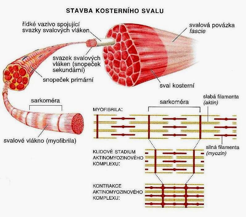 15astavba-kosterniho-svalu