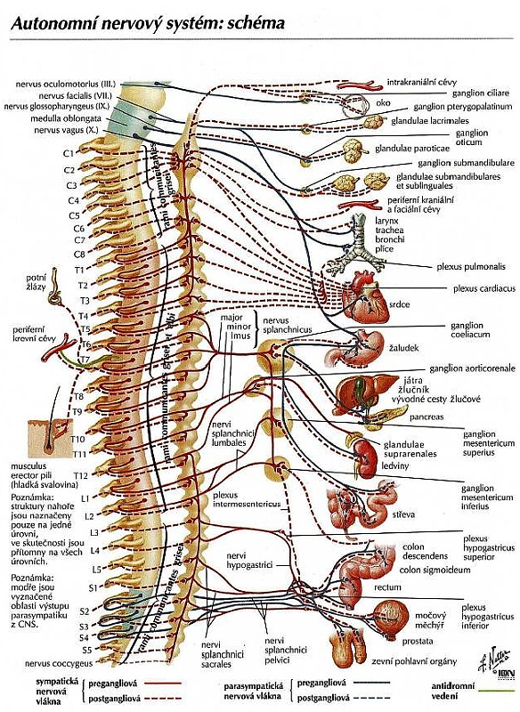 Autonomní nervový systém