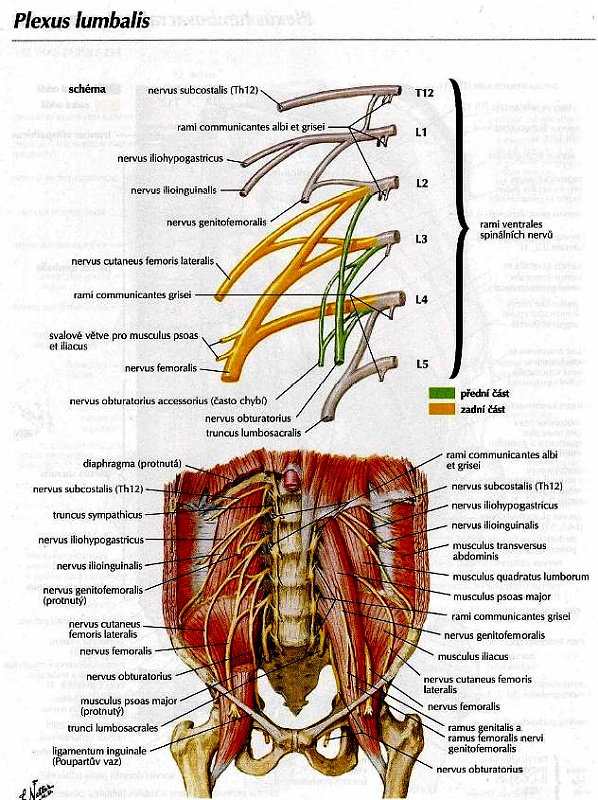 8Plexus_lumbalis