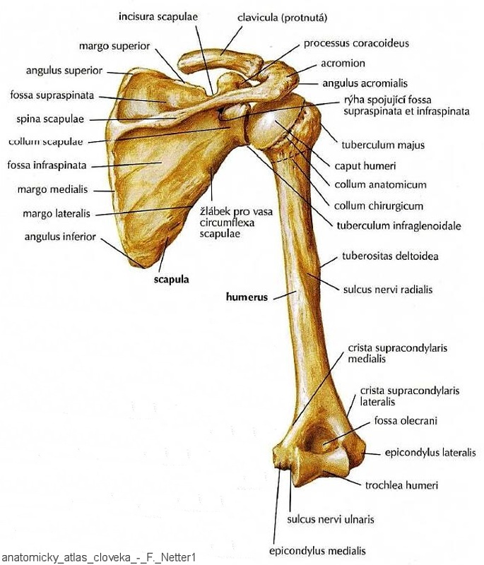 294_humerus_scapula