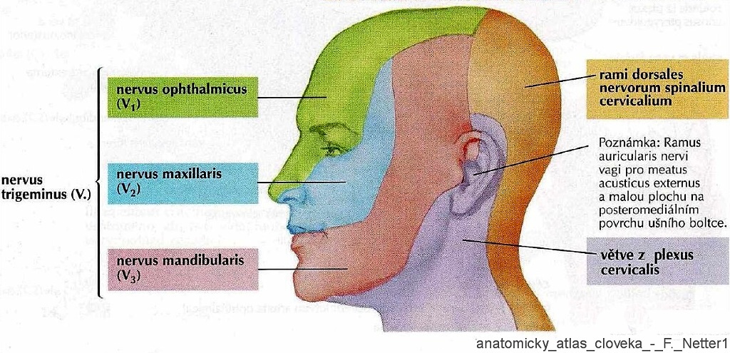 484_nervus_trigeminus