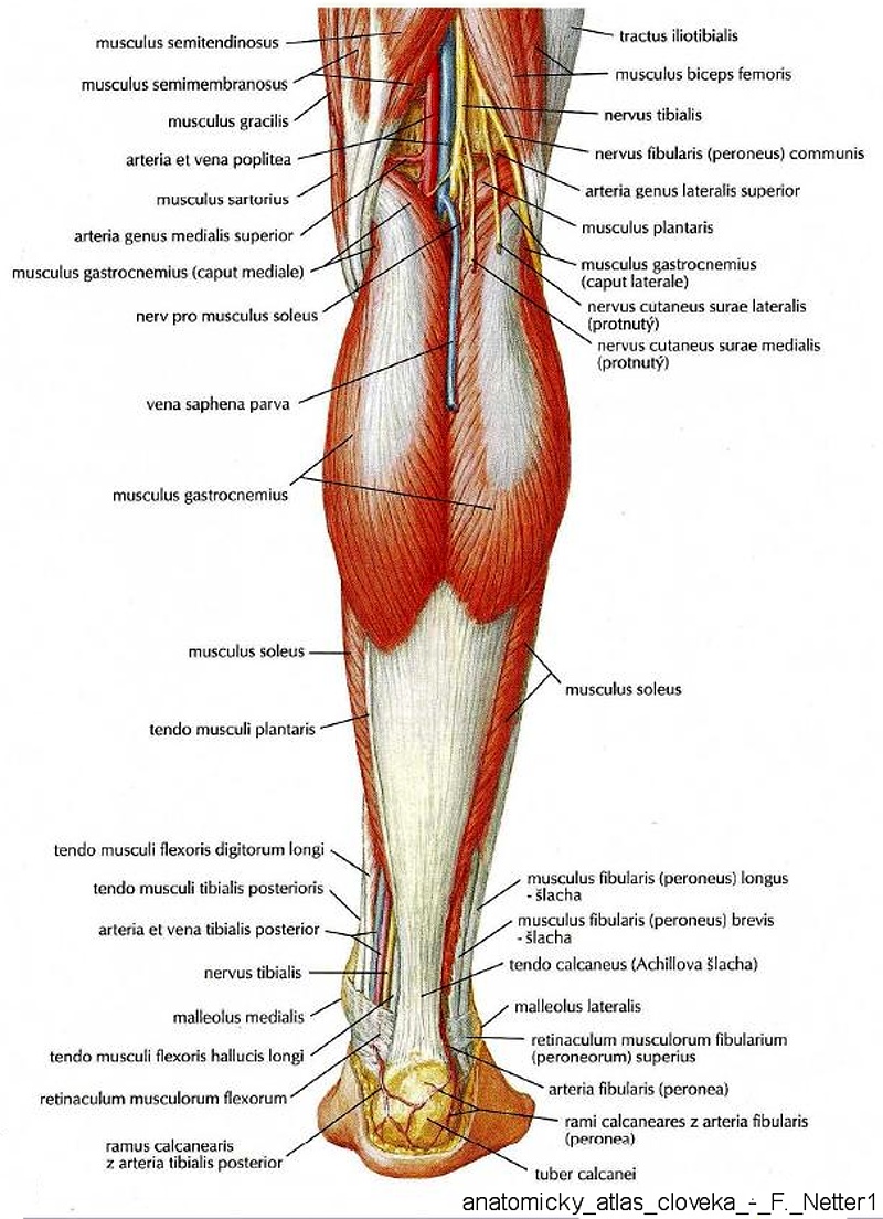 7414_svaly_berce_zezadu_povrch